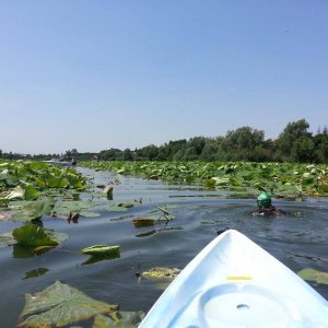 TEREN SILISTEA SNAGOVULUI 2600 mp iesire LAC